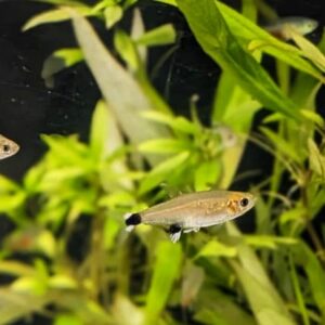 Aphyocharax-paraguayensis-Augenflecksalmler.jpg