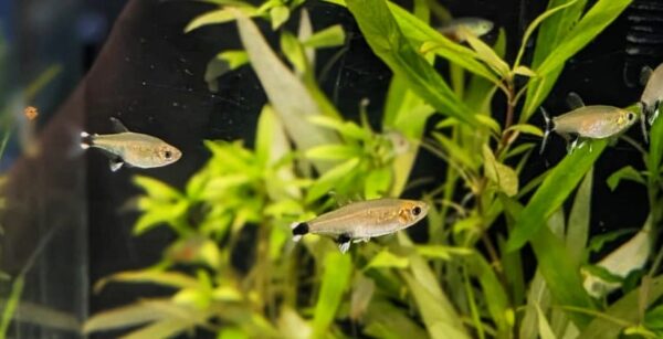 Aphyocharax-paraguayensis-Augenflecksalmler.jpg