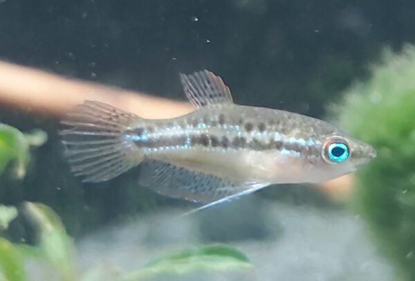 Trichopsis-pumilus-knurrender-Zwerggurami.jpg