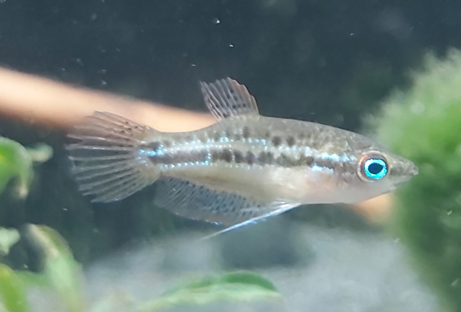 Trichopsis-pumilus-knurrender-Zwerggurami.jpg