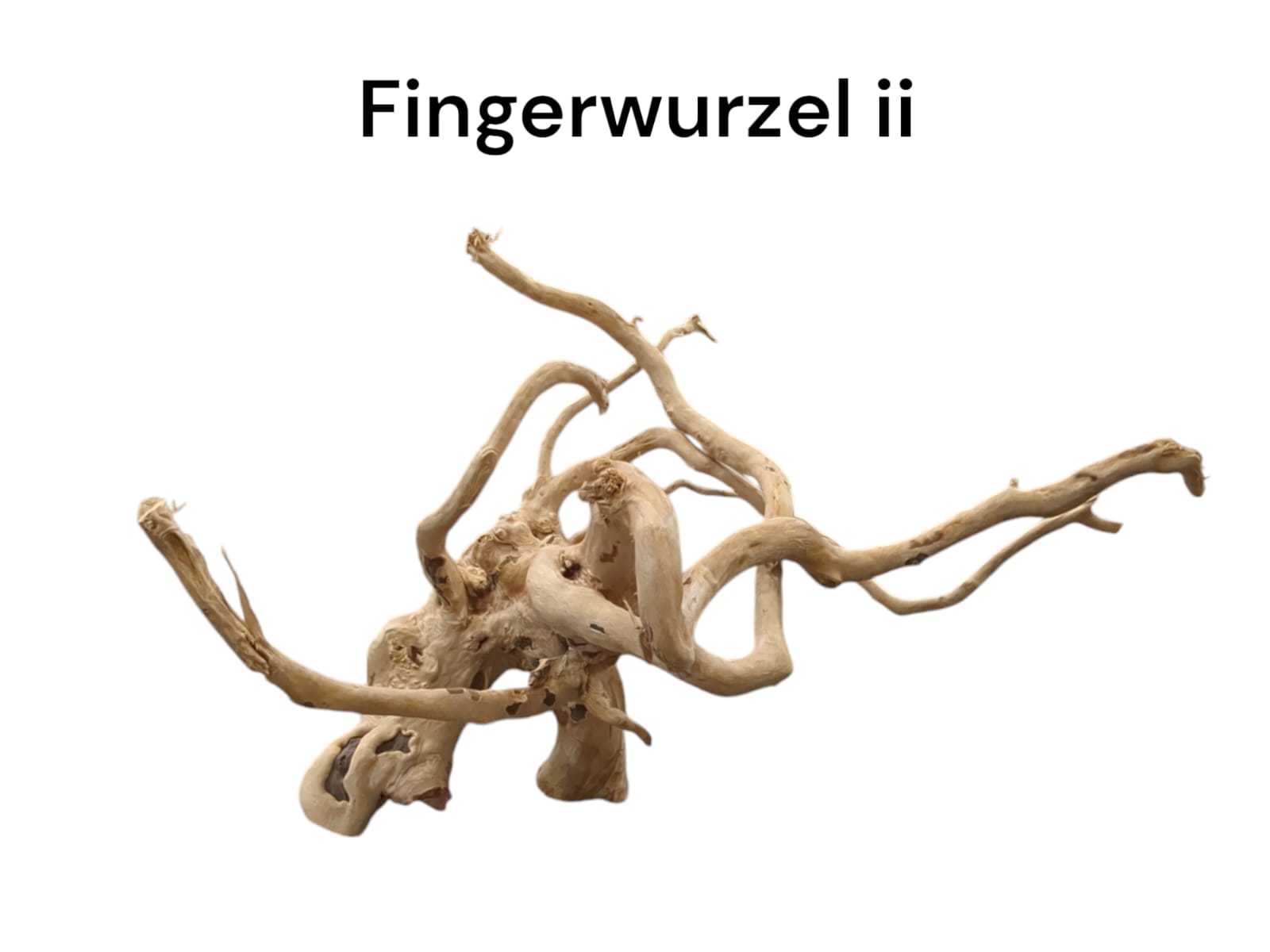 Fingerwurzel ii