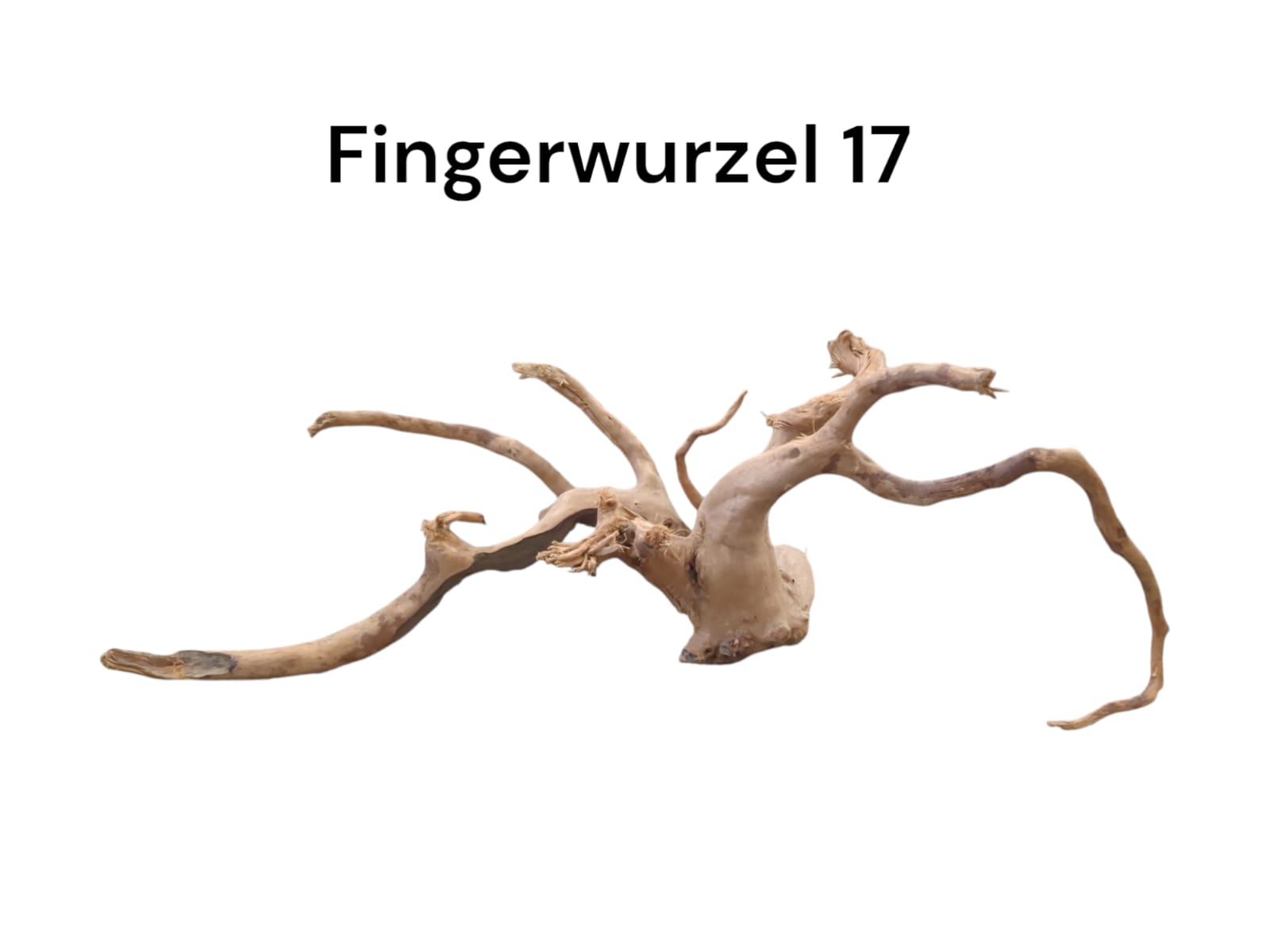 Fingerwurzel Nr.  17