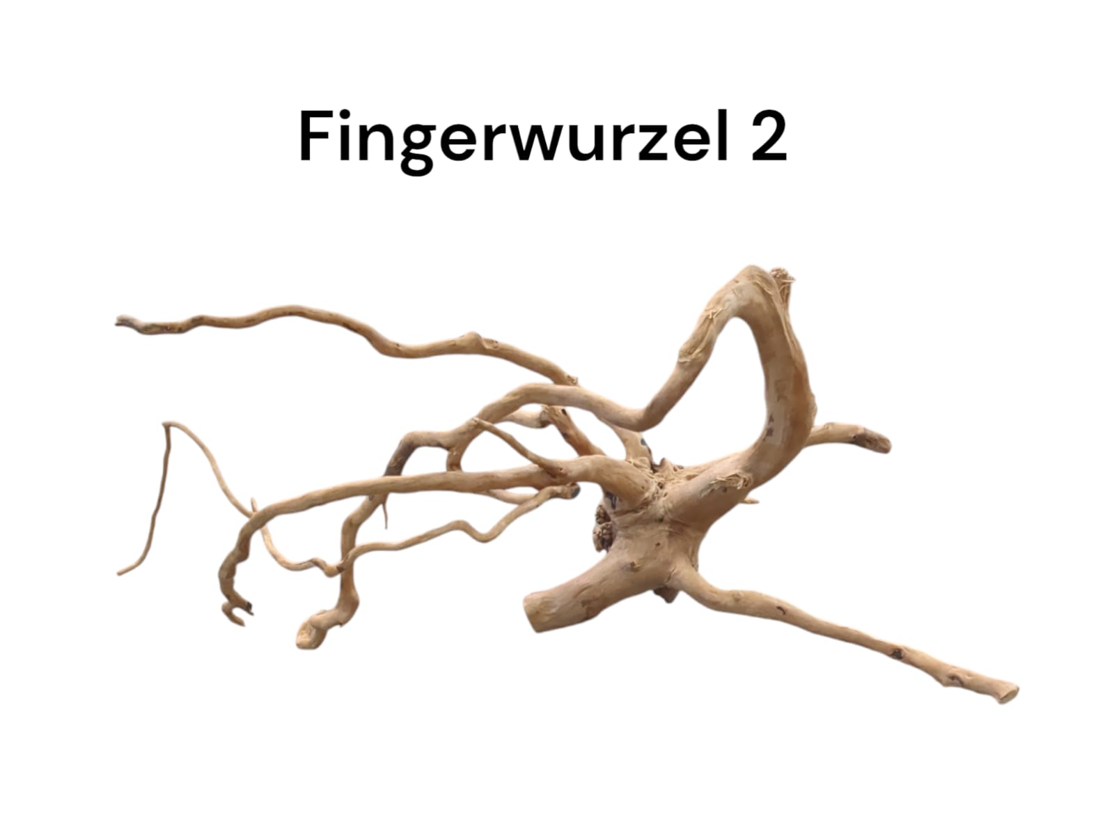 Fingerwurzel Nr. 2