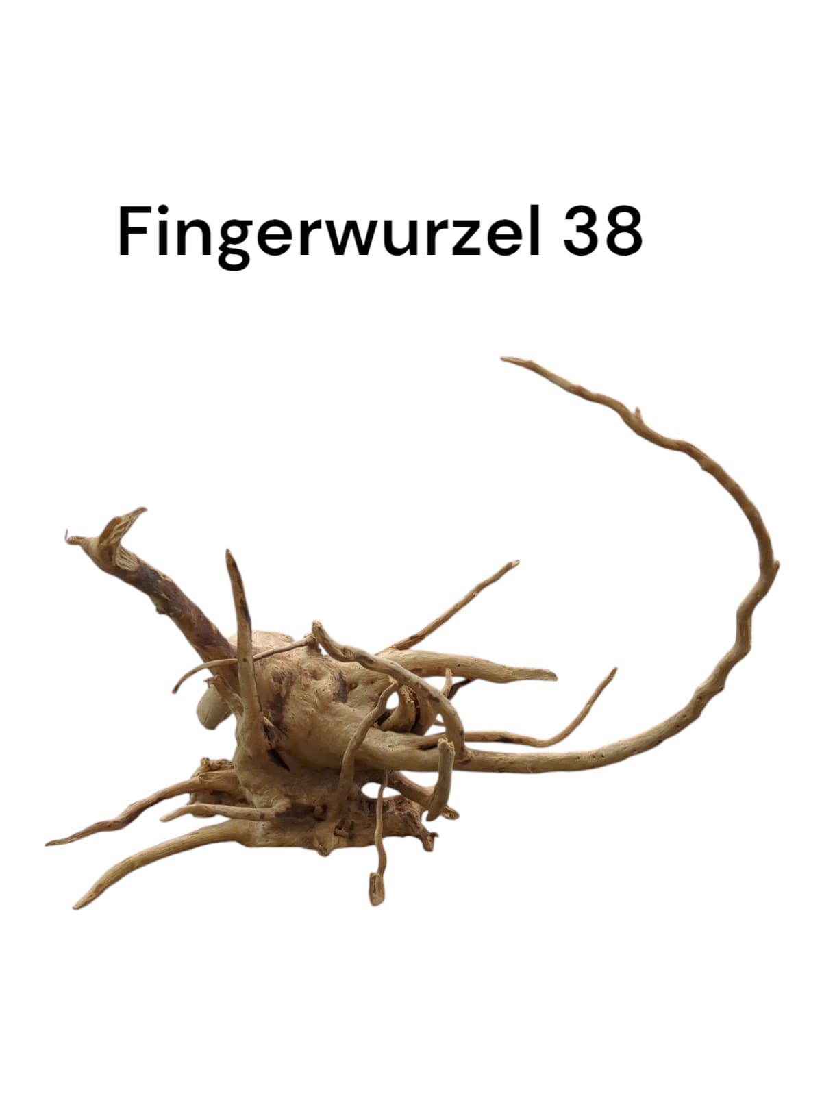 Fingerwurzel Nr. 38