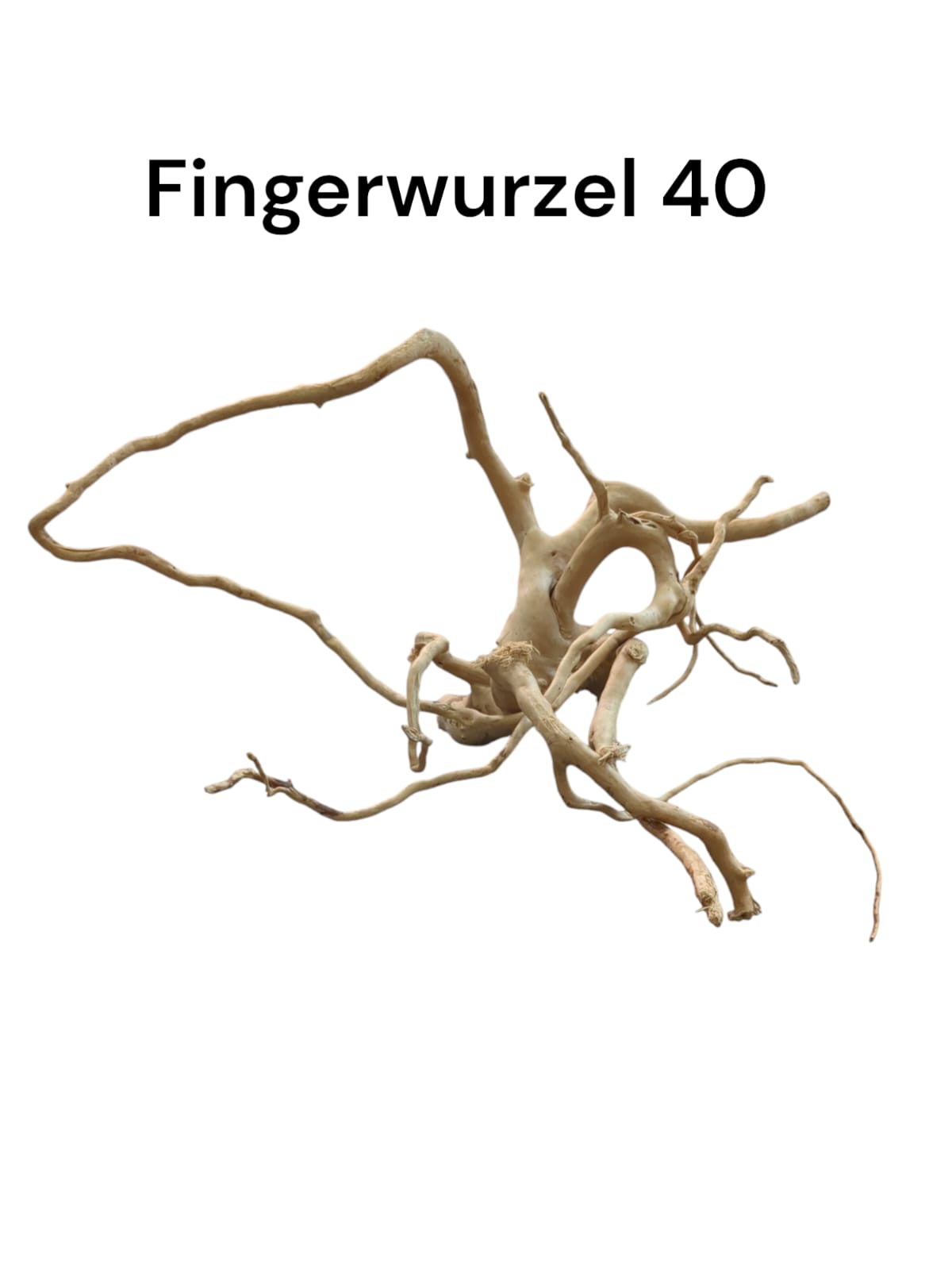 Fingerwurzel Nr. 40