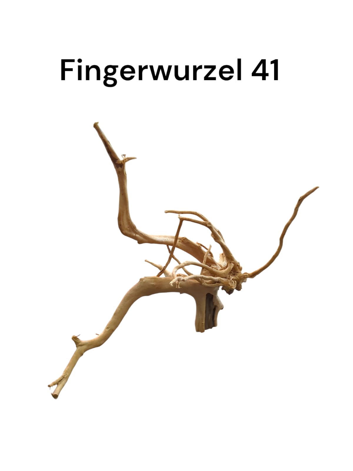 Fingerwurzel Nr. 41