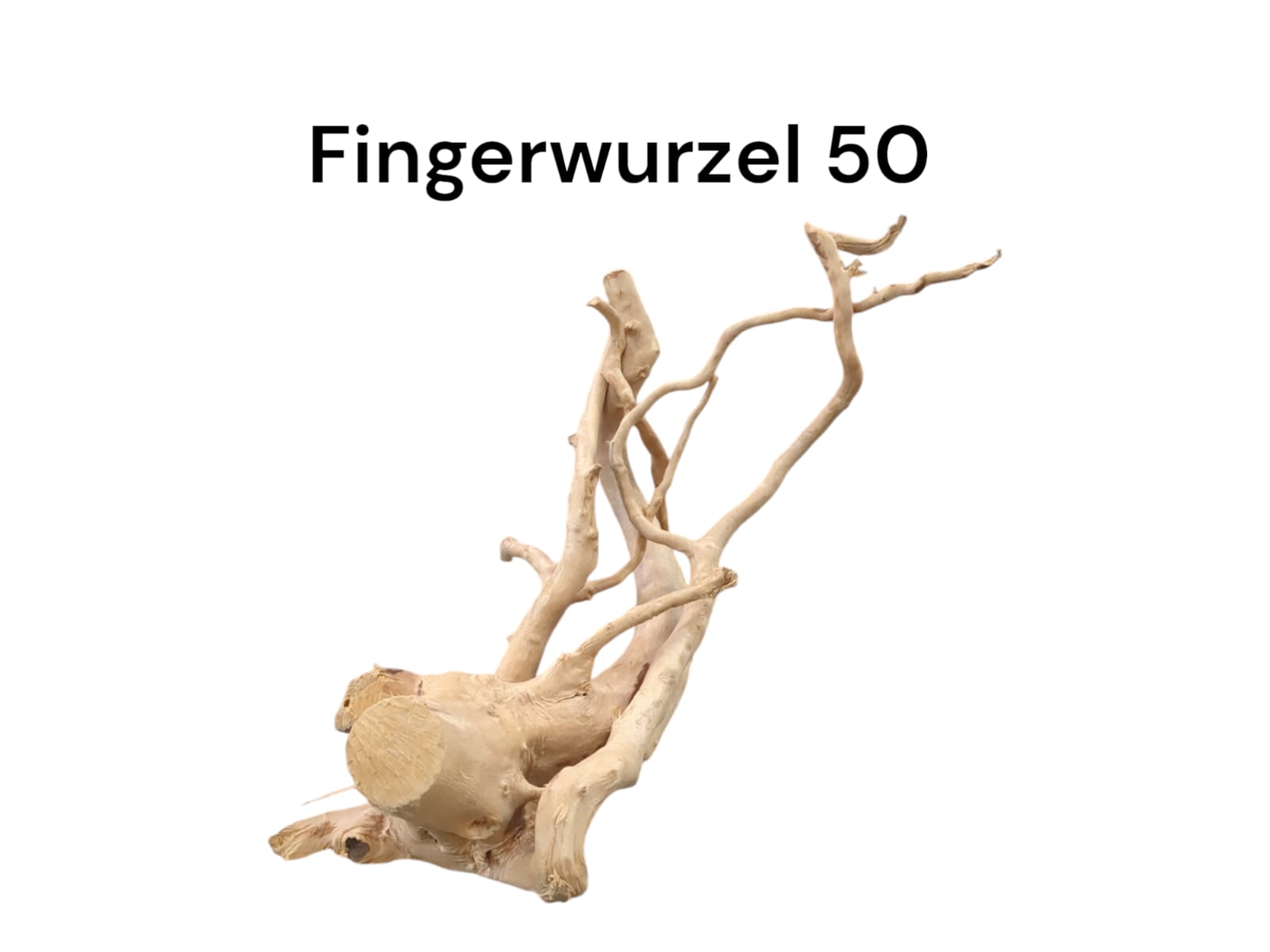 Fingerwurzel Nr. 50