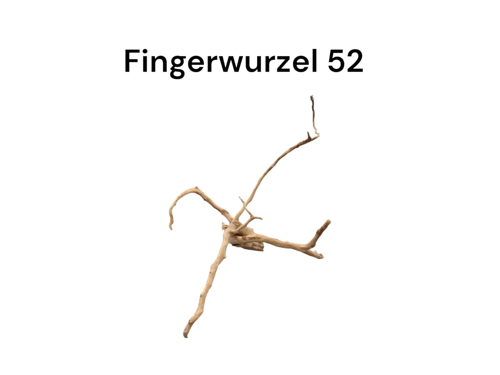 Fingerwurzel Nr. 52
