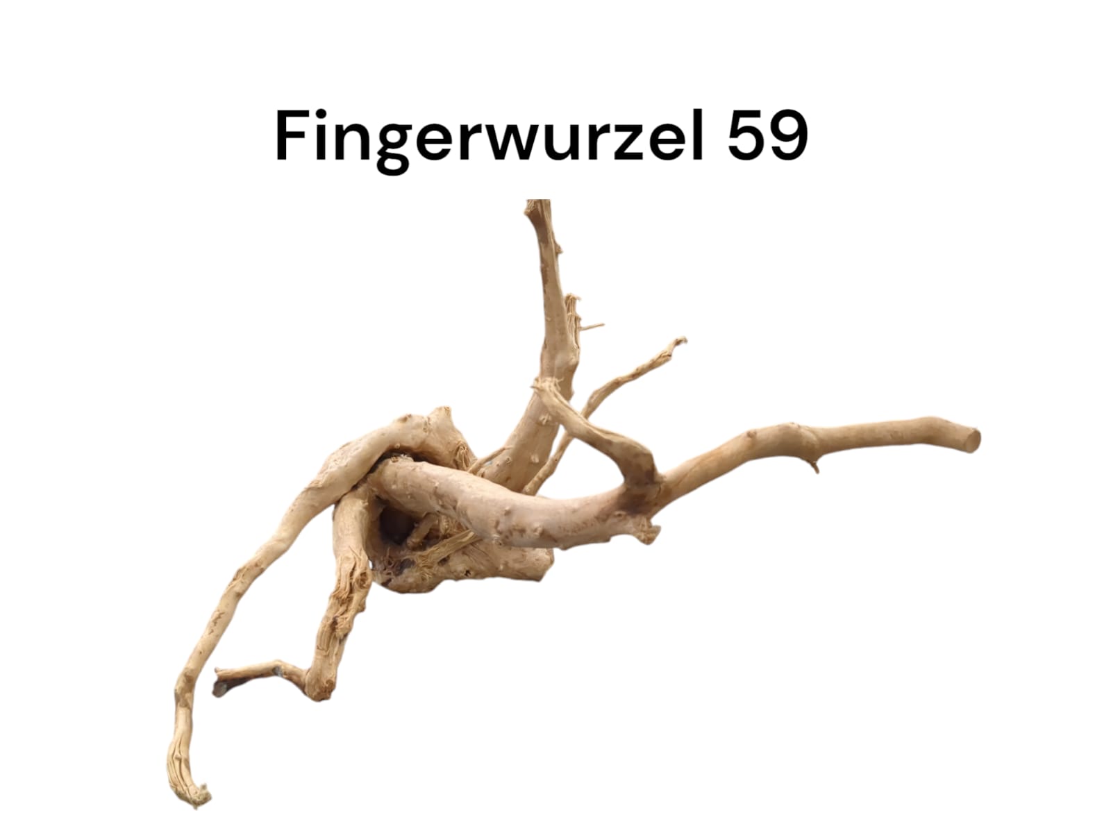 Fingerwurzel Nr. 59
