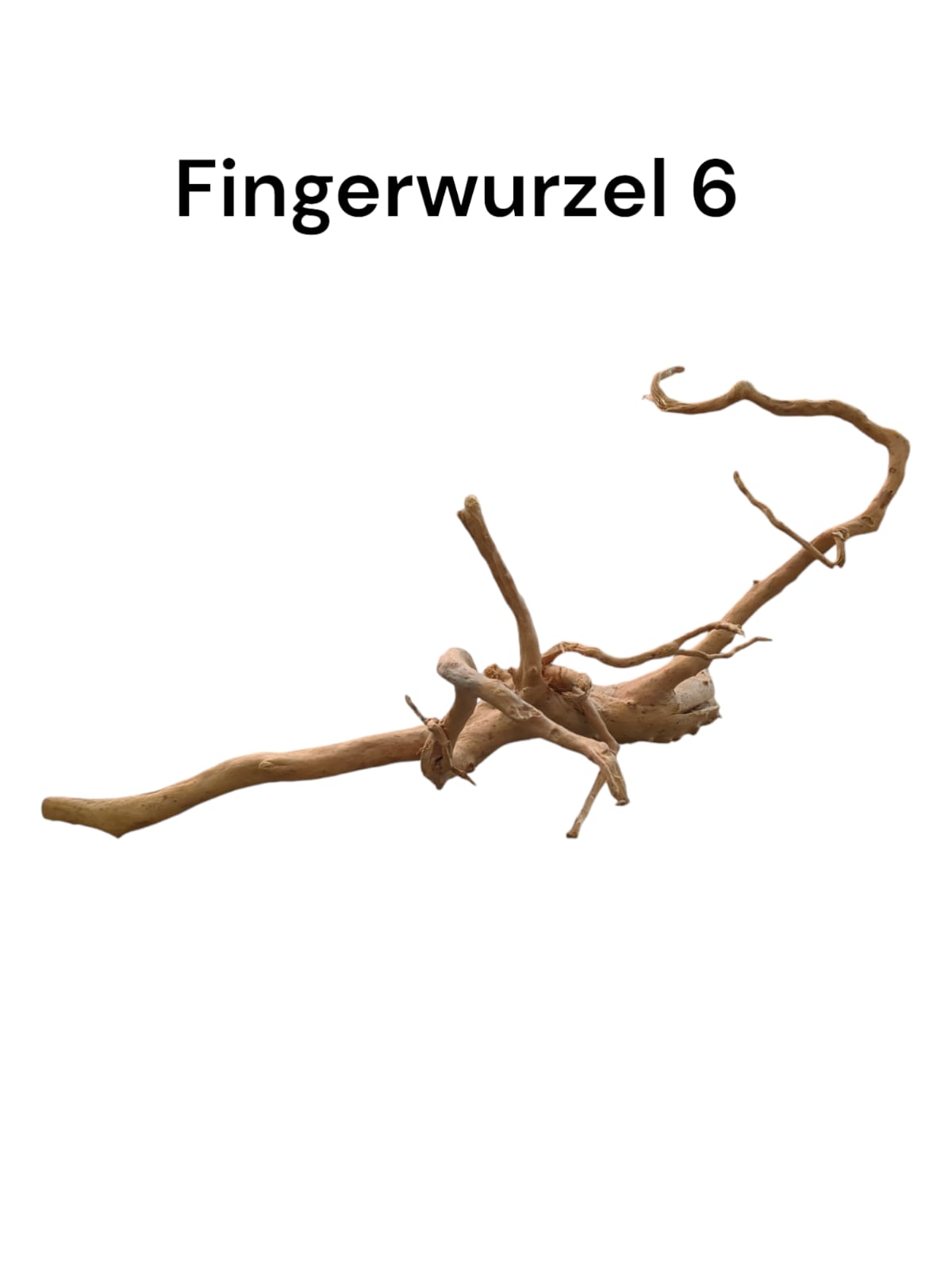 Fingerwurzel Nr. 6