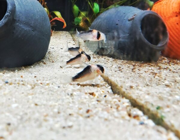 Corydoras-adolfoi-adolfos-Panzerwels.jpg