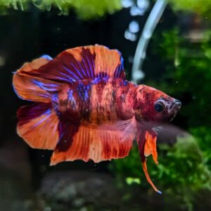 WhatsApp Image 2024-11-28 at 10.56.59.jpeg