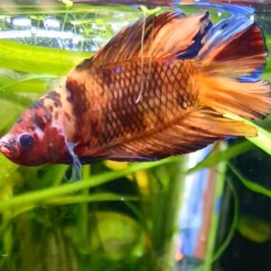 WhatsApp Image 2024-11-28 at 10.46.22.jpeg