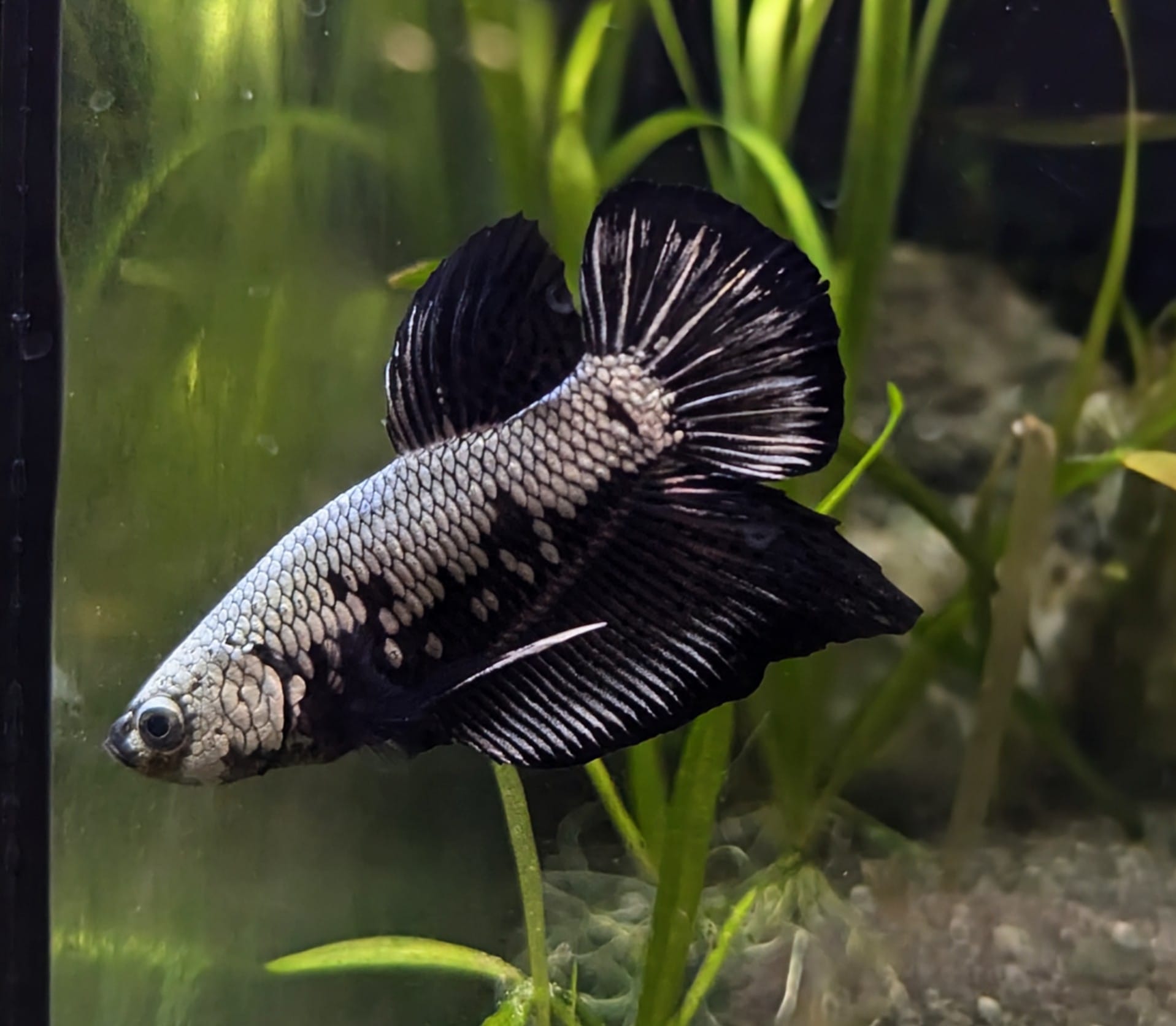 Betta splendens Dragon scale – Otto