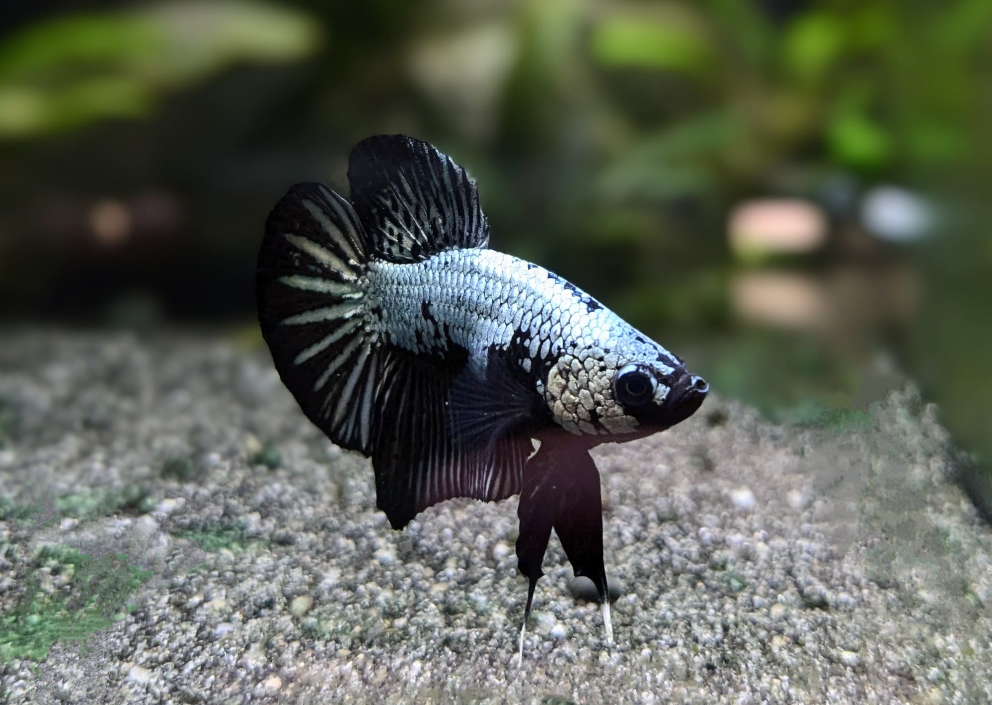 Betta splendens Dragon scale – Andreas