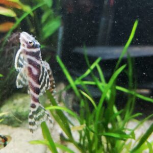 Hypancistrus-sp-L333-Koenigstiger-Harnischwels.jpg