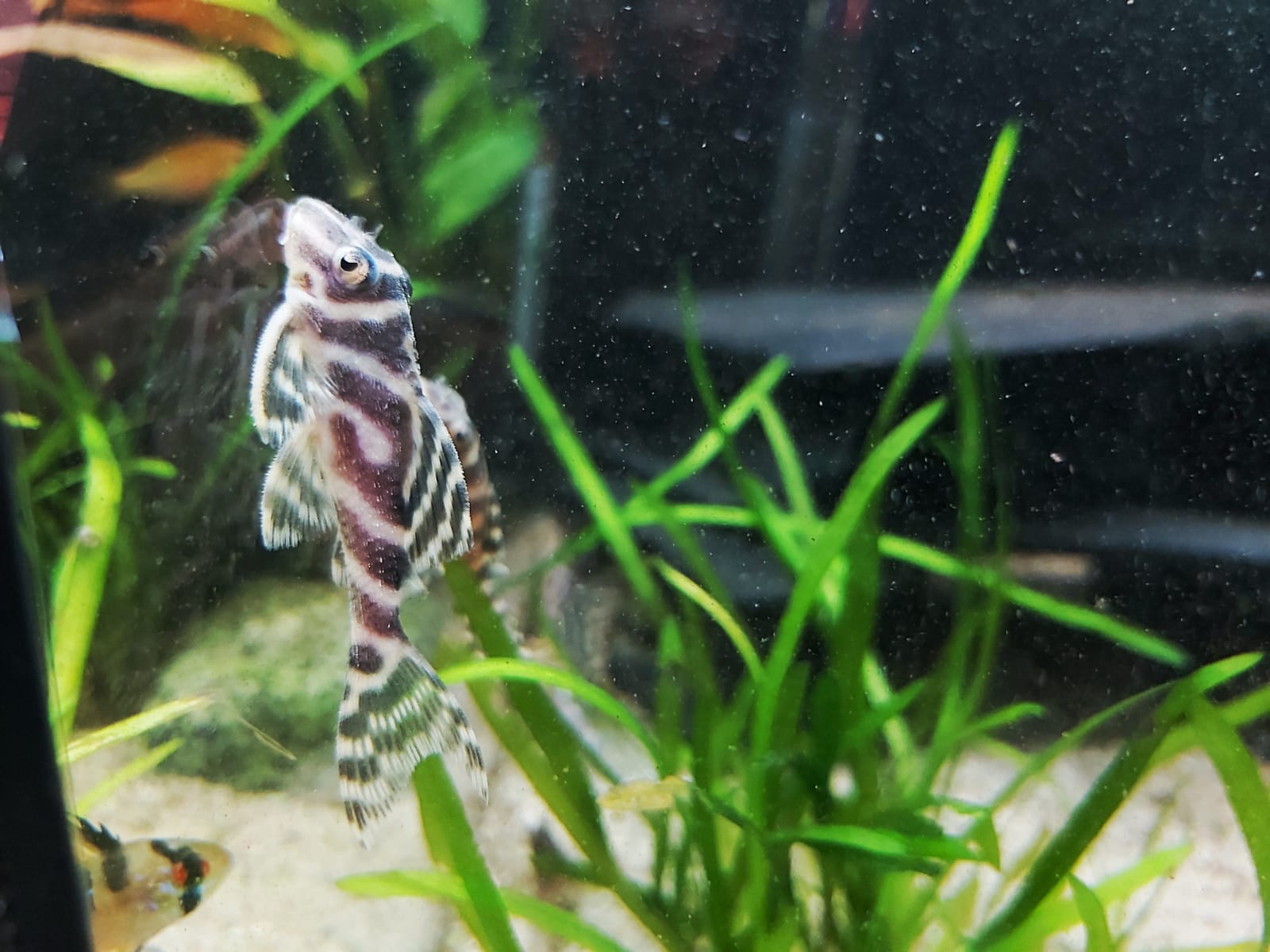 Hypancistrus sp. – L333 – Königstiger Harnischwels