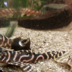 Hypancistrus-sp-L333-Koenigstiger-Harnischwels_.jpg