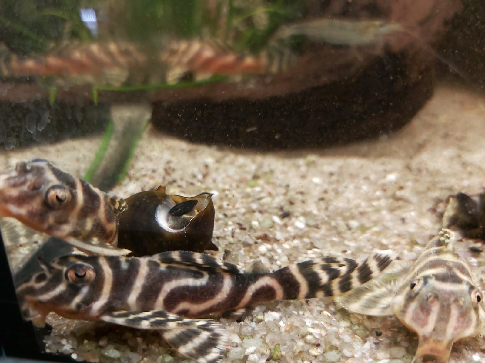 Hypancistrus-sp-L333-Koenigstiger-Harnischwels_.jpg