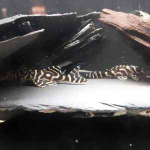 Hypancistrus-sp-L333-Koenigstiger-Harnischwels__.jpg