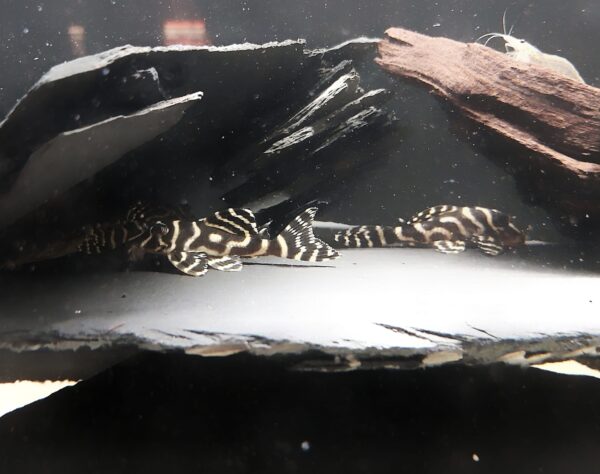 Hypancistrus-sp-L333-Koenigstiger-Harnischwels__.jpg