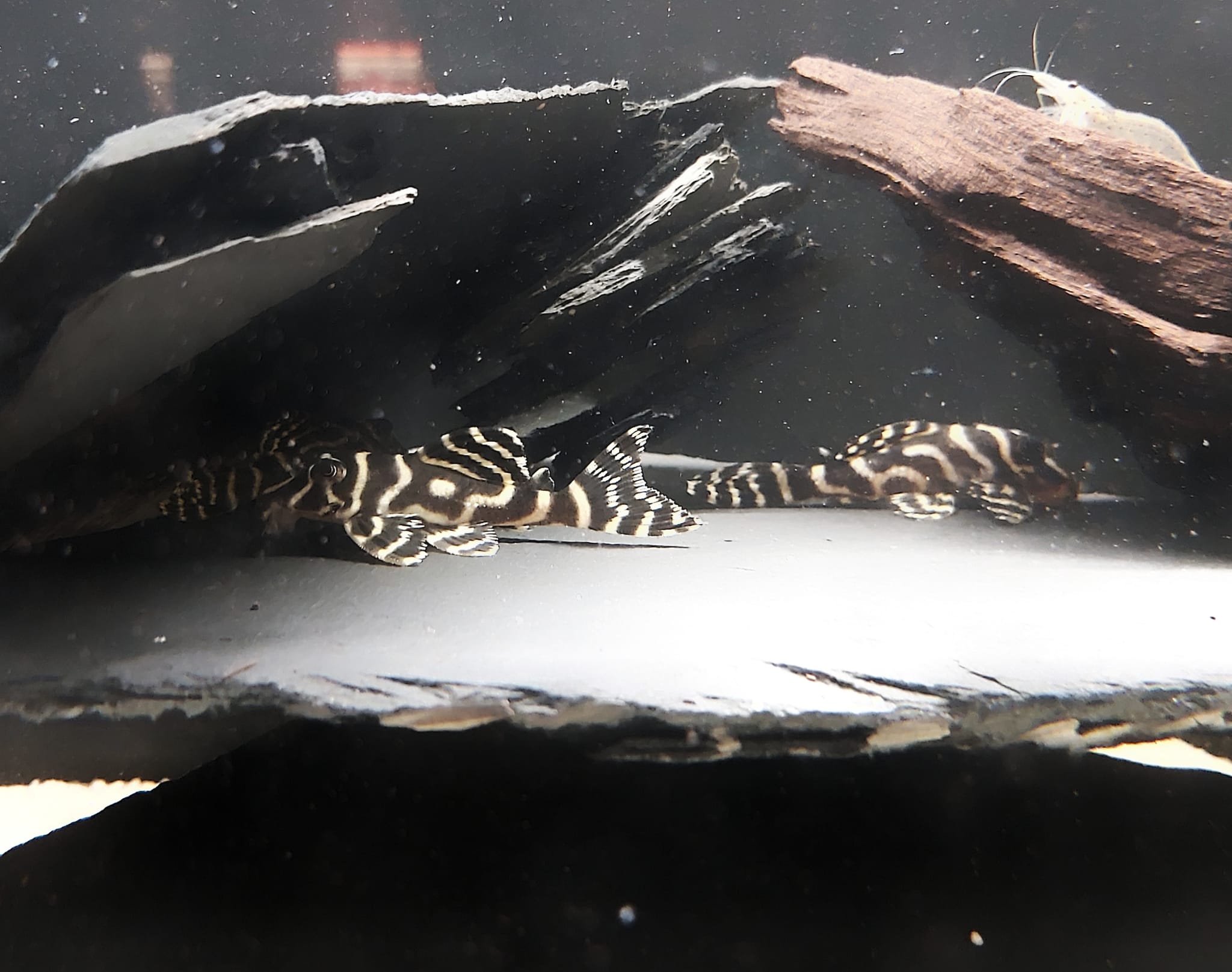 Hypancistrus-sp-L333-Koenigstiger-Harnischwels__.jpg
