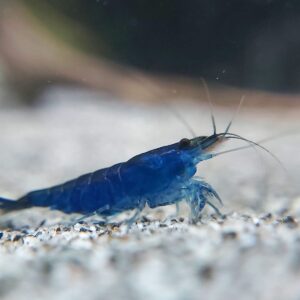 Neocaridina-davidi-Blue-Sapphire-Zwerggarnele__.jpg