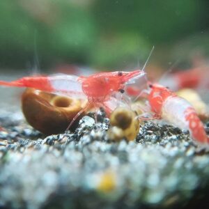 Neocaridina-davidi-var-Red-Rili.jpg