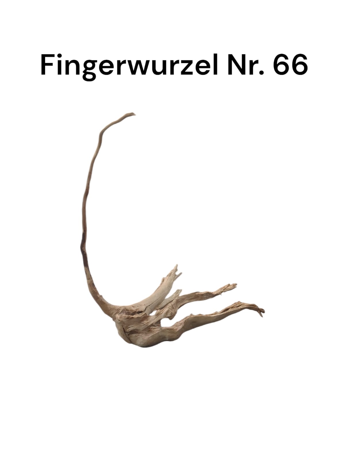 Fingerwurzel Nr. 66