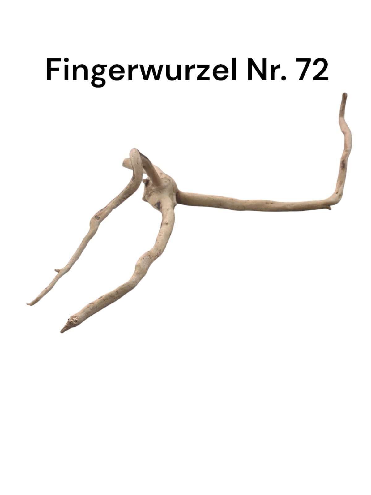 Fingerwurzel Nr. 72