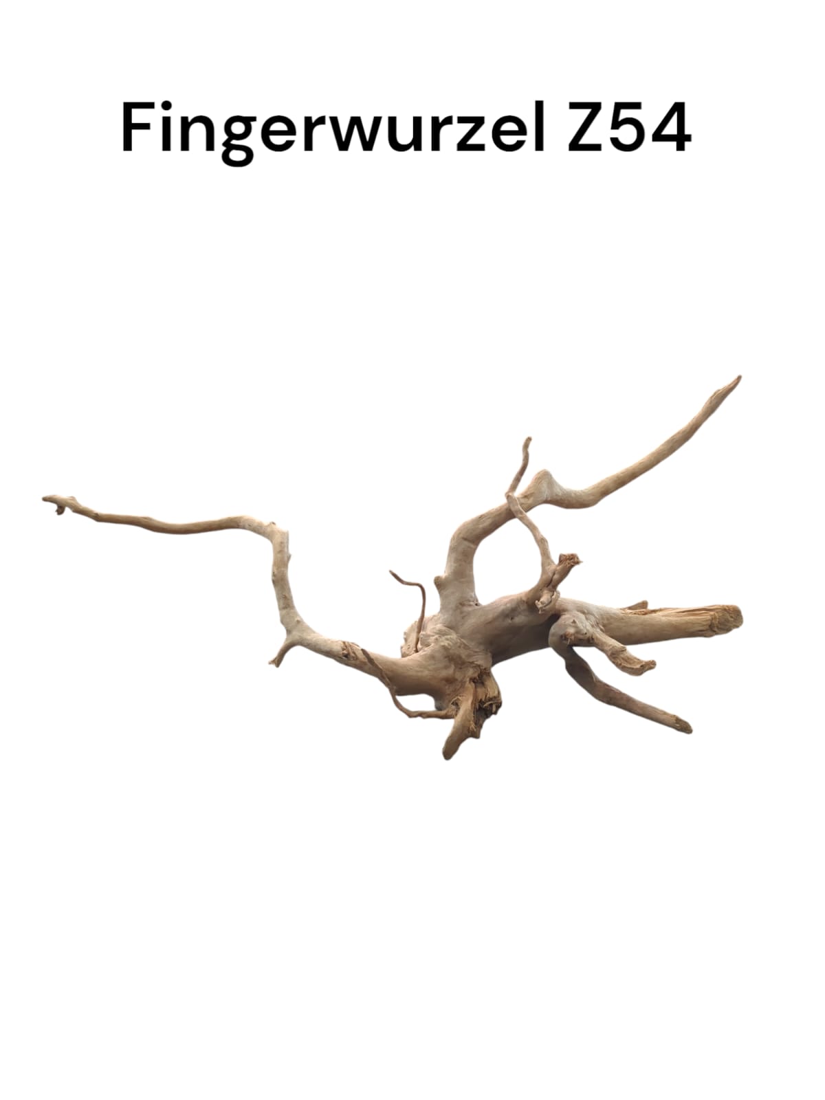 Fingerwurzel Z54