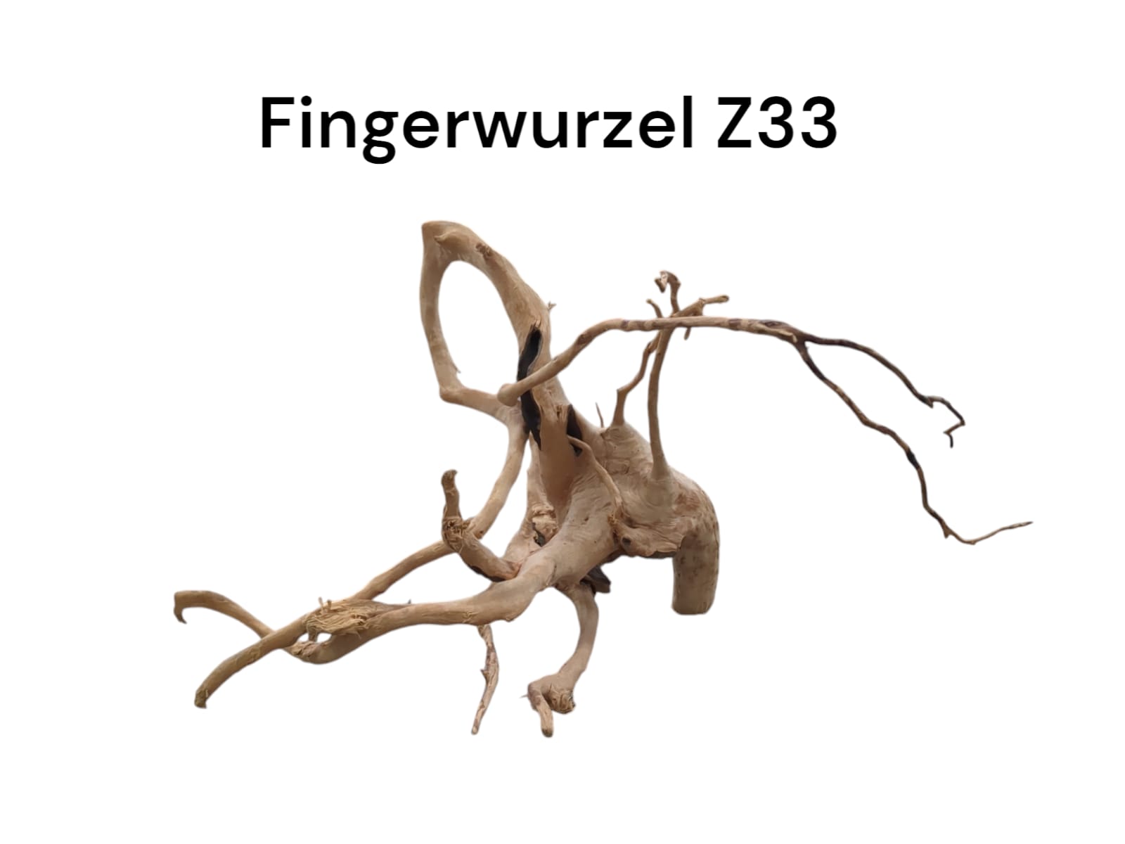 Fingerwurzel Z33