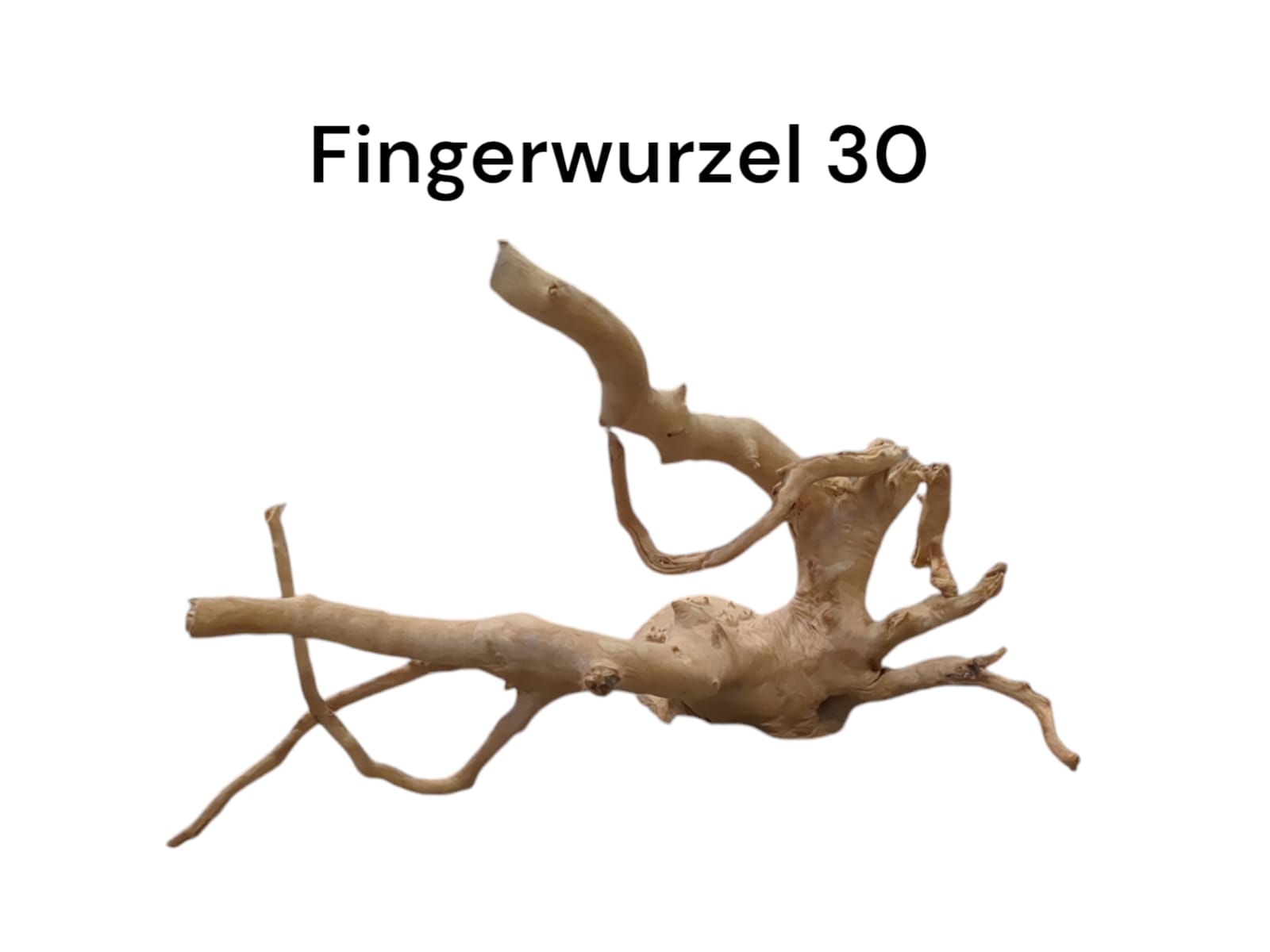 Fingerwurzel Nr. 30