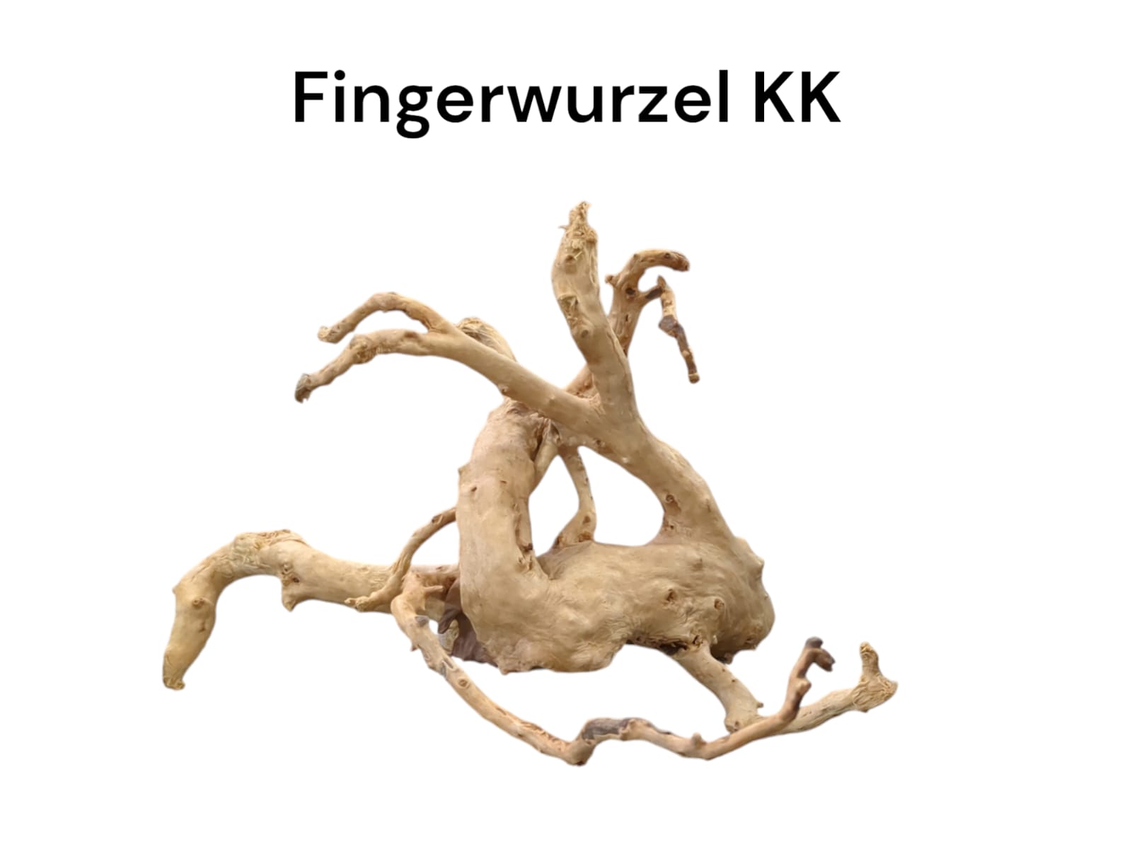 Fingerwurzel KK