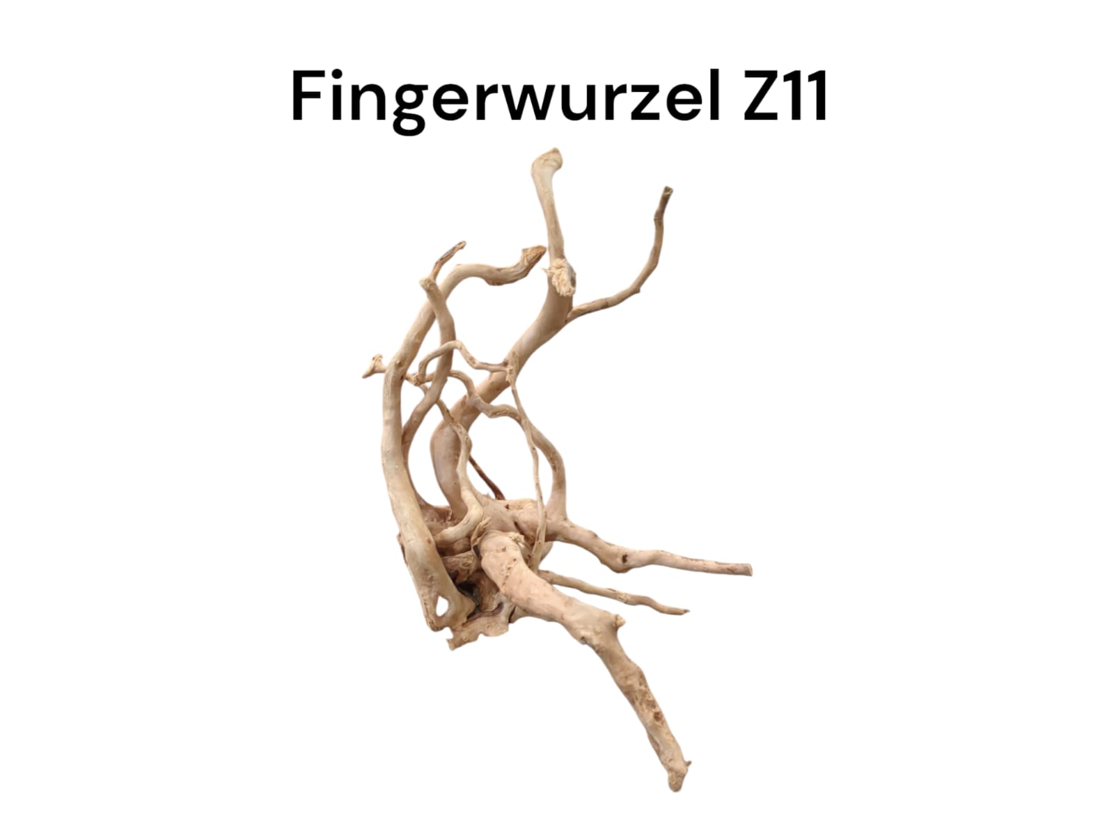 Fingerwurzel Z11