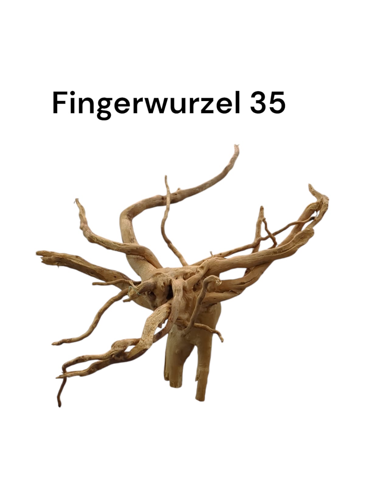 Fingerwurzel Nr. 35