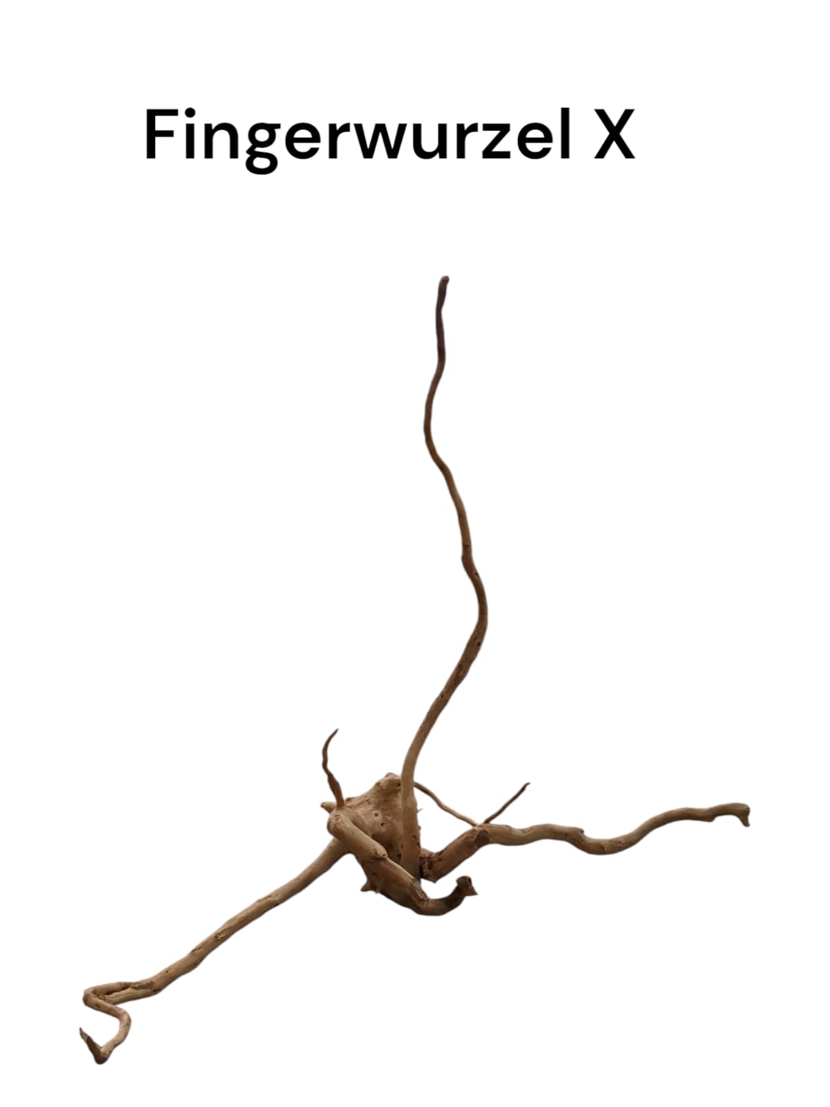 Fingerwurzel X