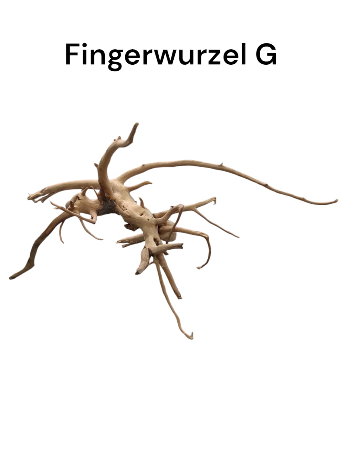 Fingerwurzel G