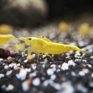 Neocaridina-davidi-Yellow-Fire-Neon-Garnele.jpg