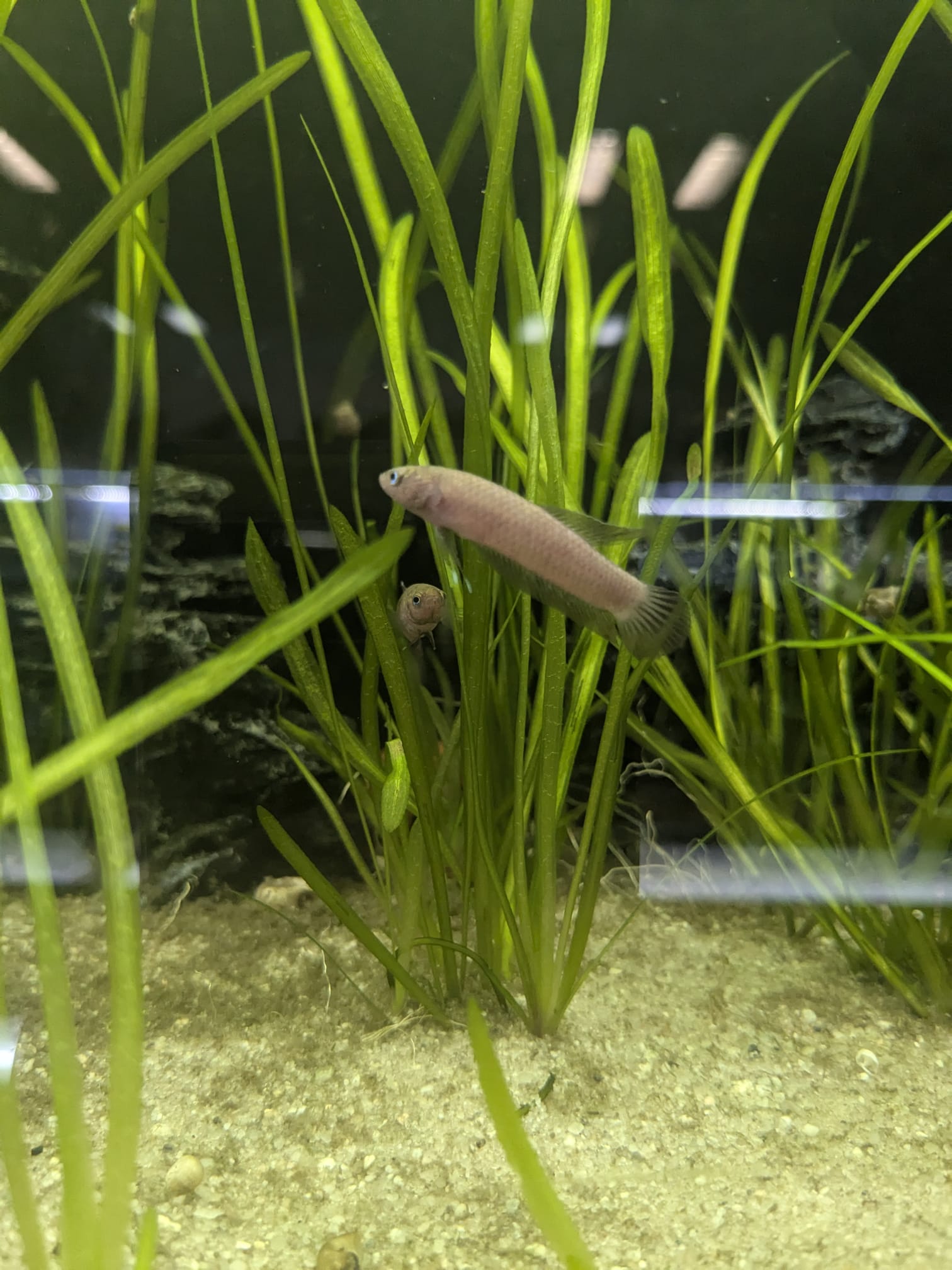 Betta rutilans