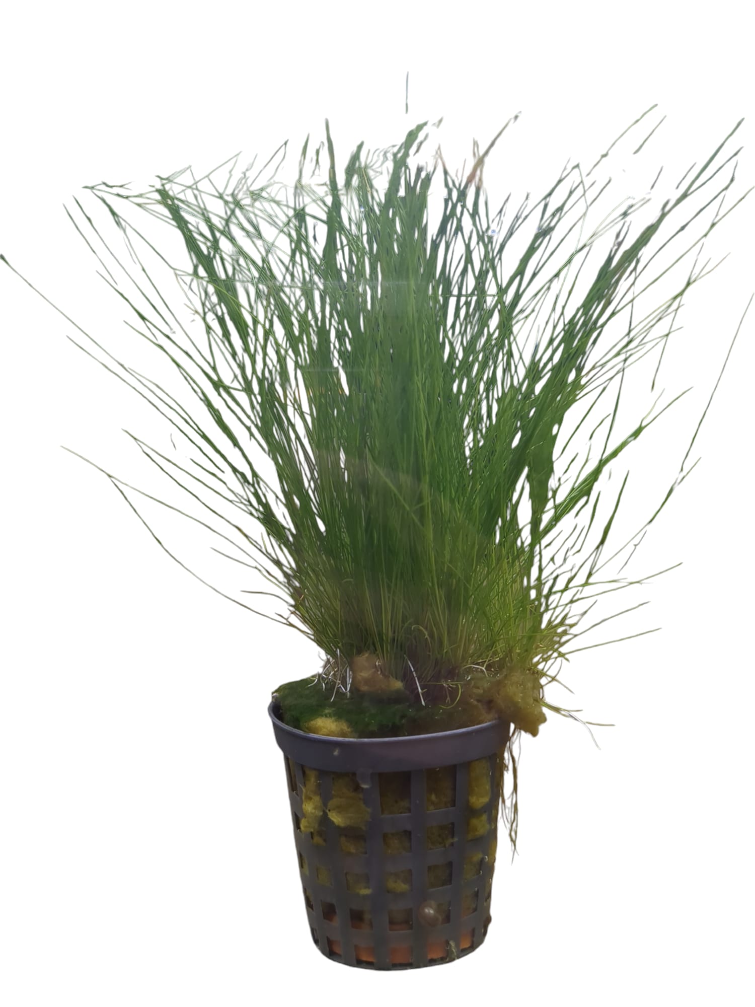 Eleocharis acicularus – Nadel Sumpfbinse