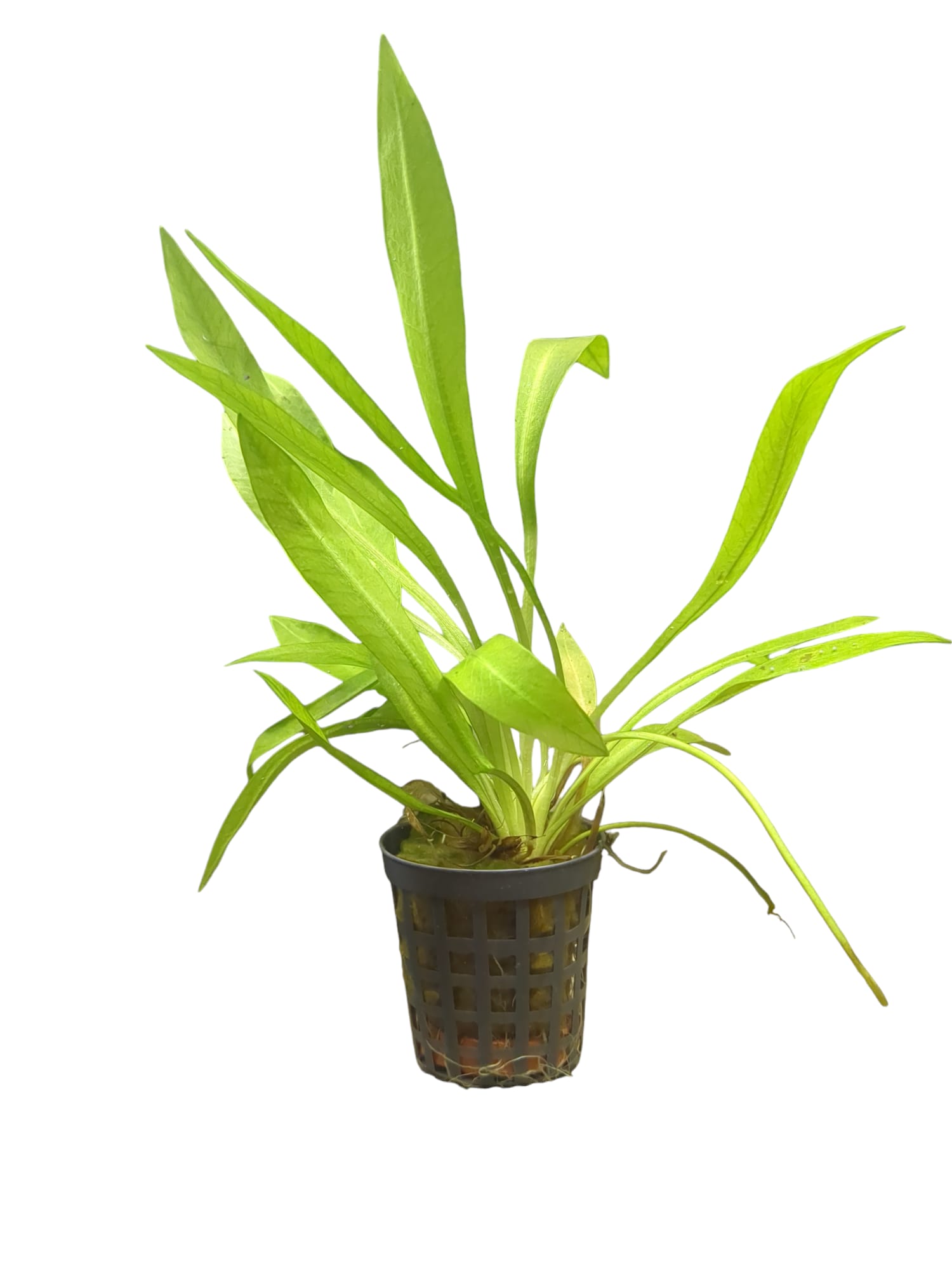 Helanthium Bolivianum – Zwergschwertpflanze