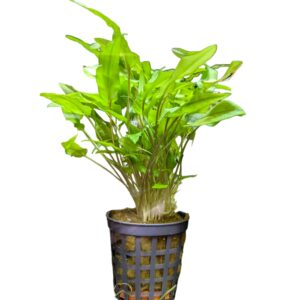 WhatsApp Image 2024-08-08 at 11.36.55.jpeg