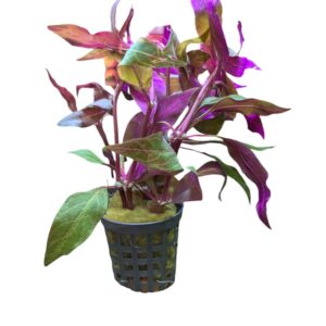 WhatsApp Image 2024-08-08 at 14.44.10.jpeg