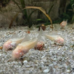 Corydoras-Aeneus-albino-Metallpanzerwels.jpg
