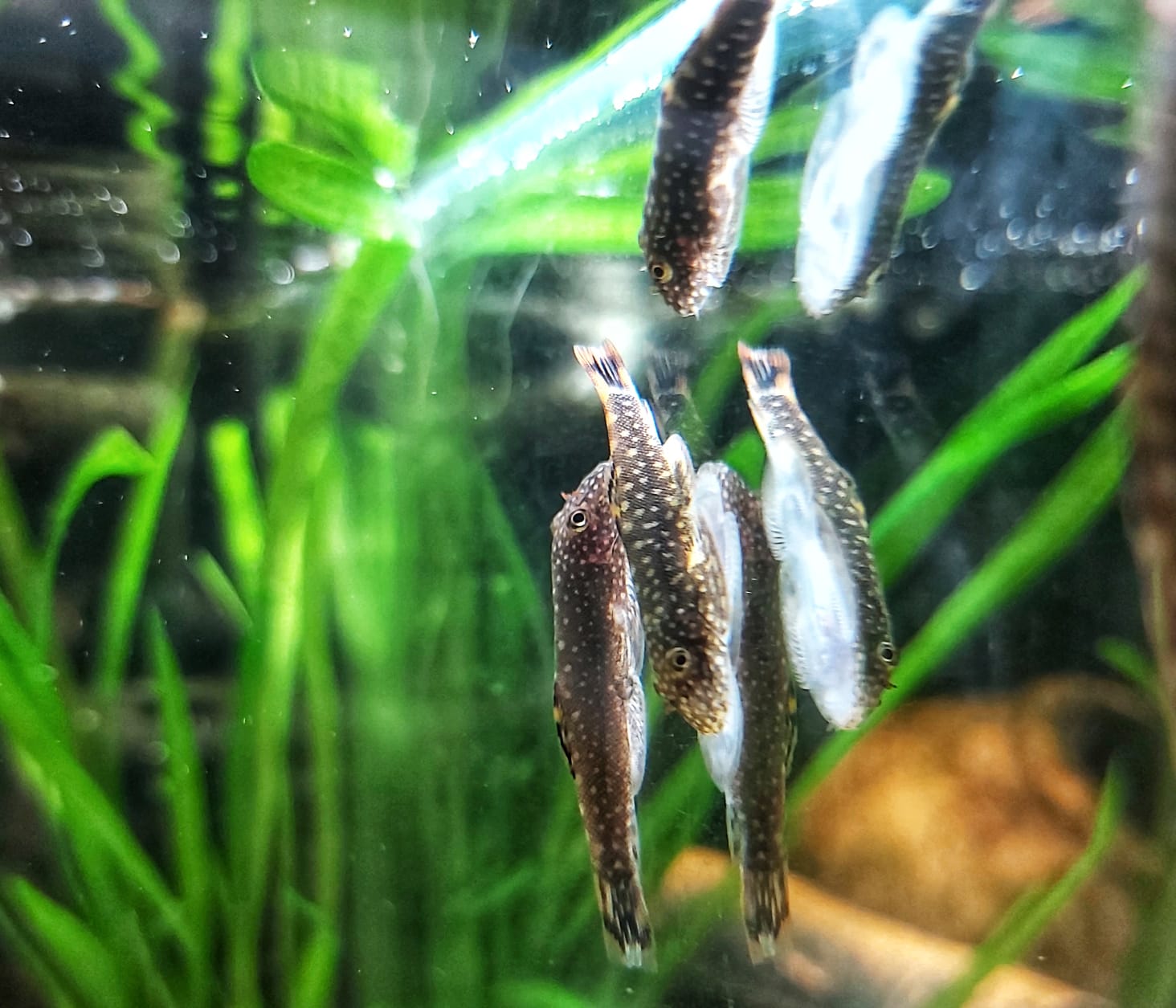 Gastromyzon punctulatus – Punktierter Flossensauger
