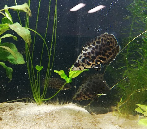 Ctenopoma-acutirostre-Leopard-Buschfisch__.jpg