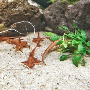 Rineloricaria-sp-red-Roter-Hexenwels.jpg
