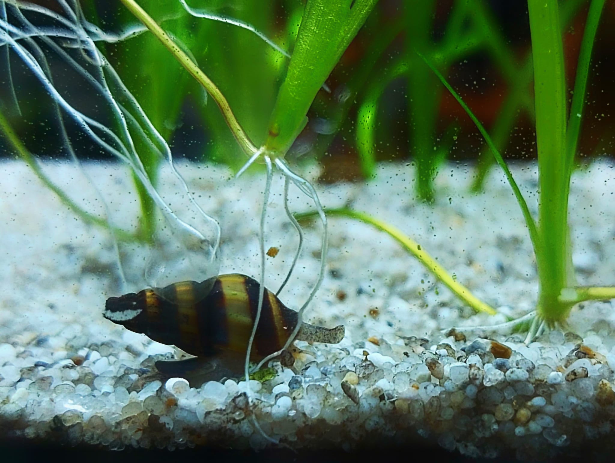 Anentome helena – Raubschnecke