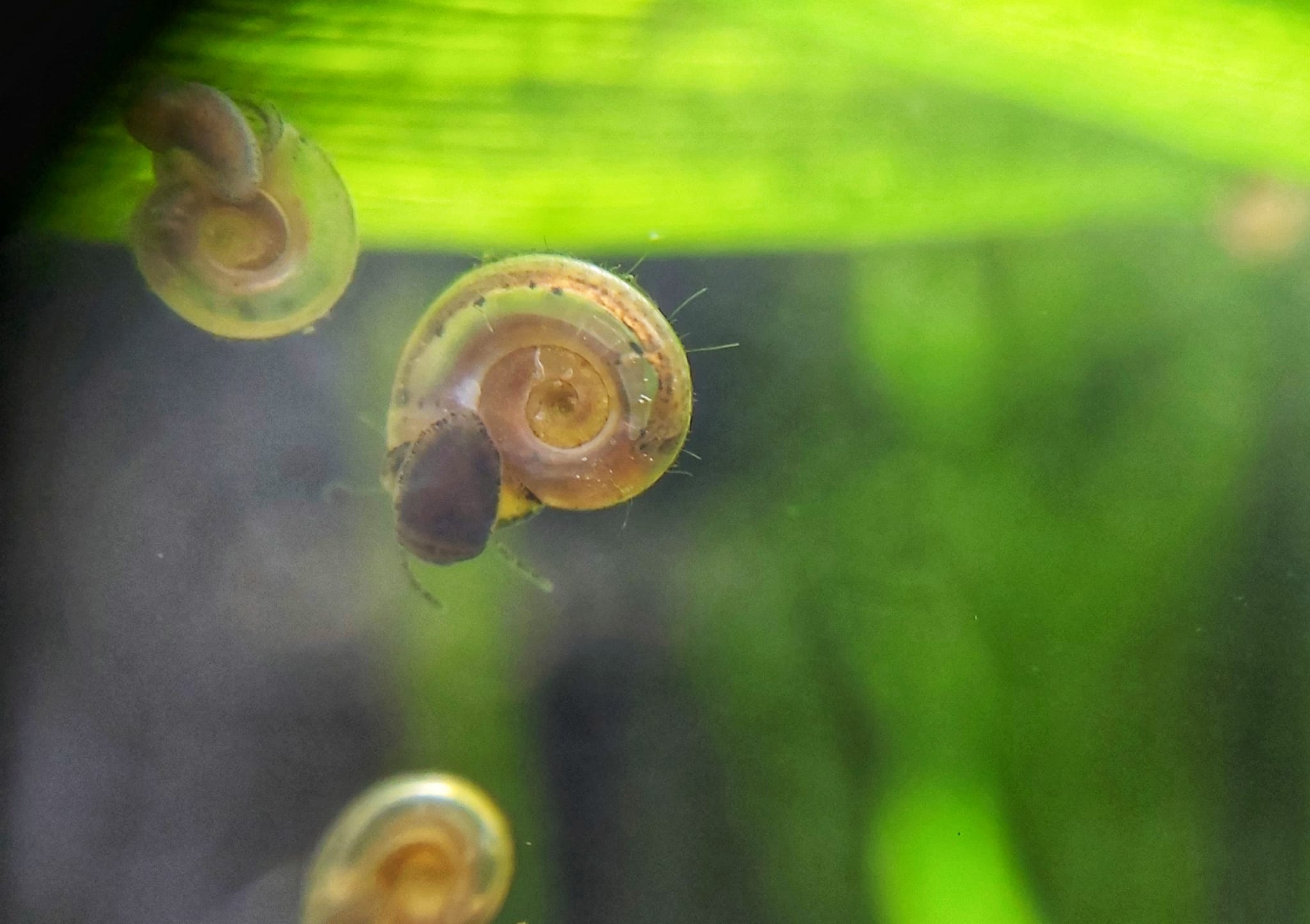 tellerschnecke.jpg